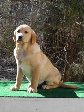 Trained labs sales for sale